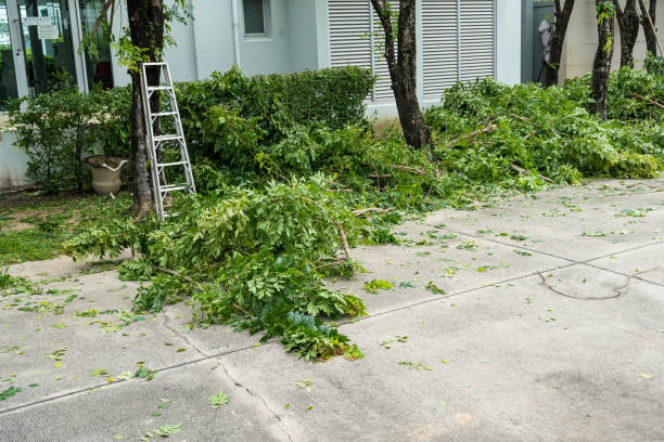 How Our Tree Care Process Works  in  Fort Lauderdale, FL